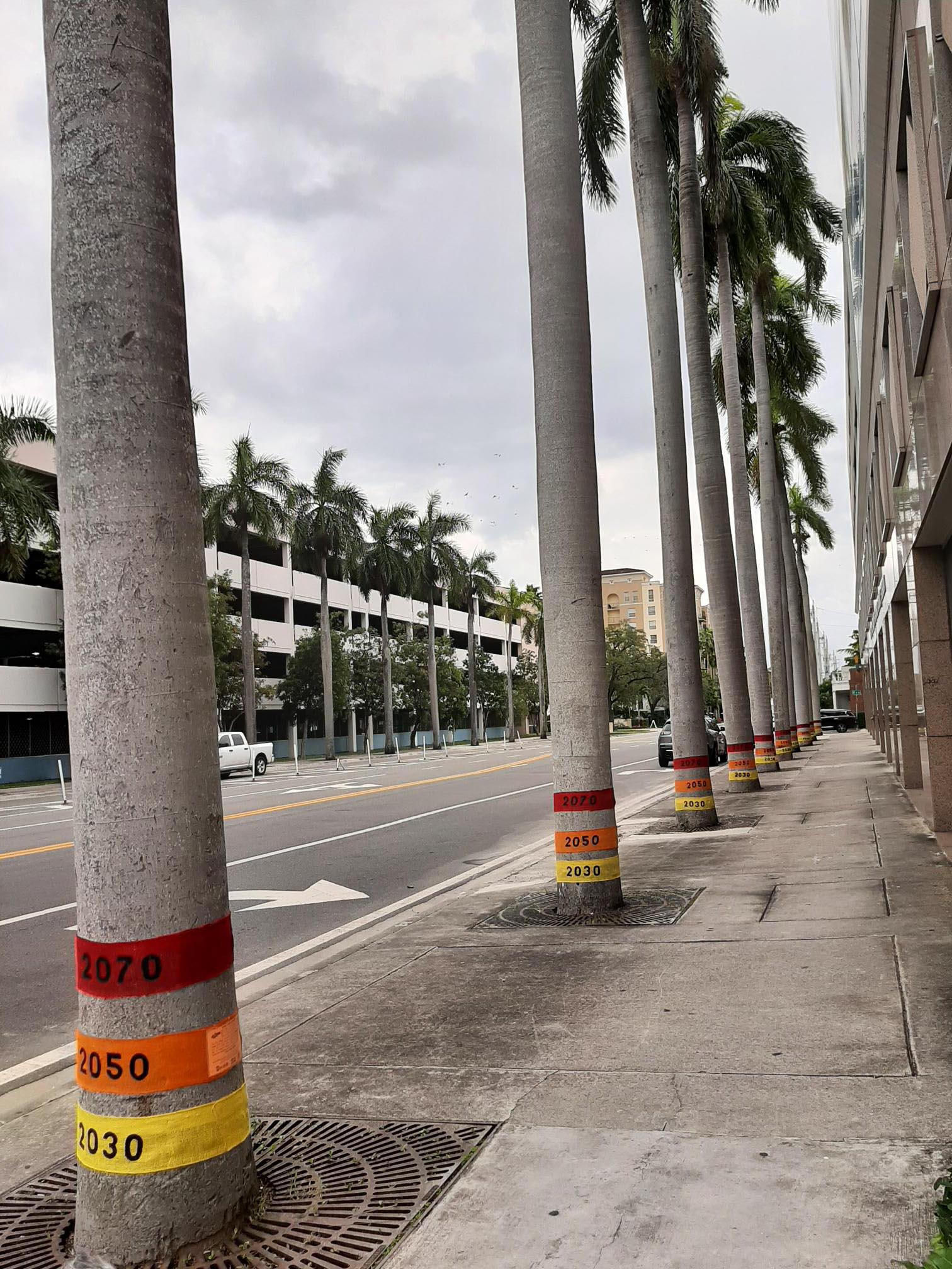 Royal palms wrapped in burlap lines